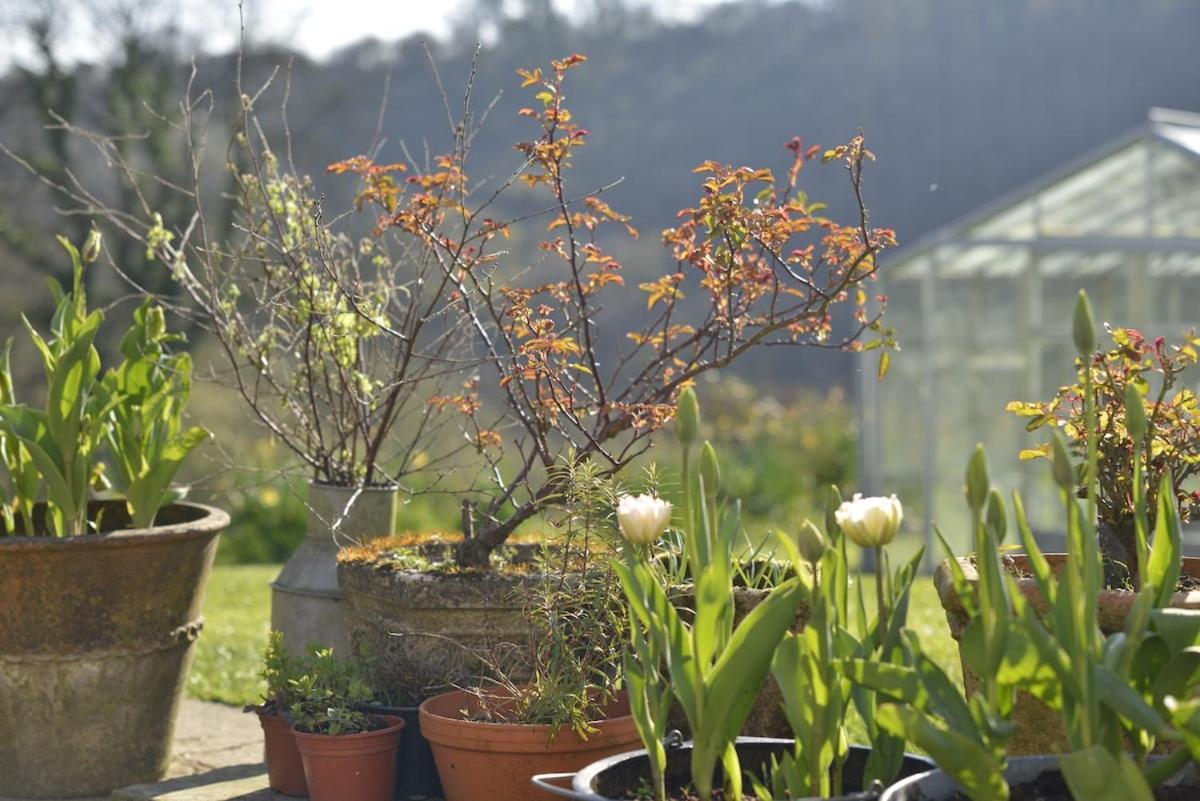 Dandelion Cottage, Amroth Bagian luar foto